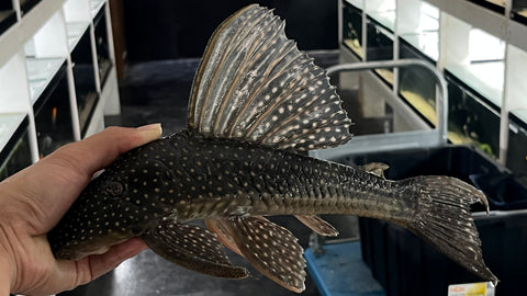 Hypostomus roseopunctatus - WYSIWYG