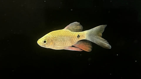 Longfin Rosy Barb (Pethia conchonius)