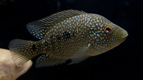 Texas Cichlid (Herichthys cyanoguttatus)