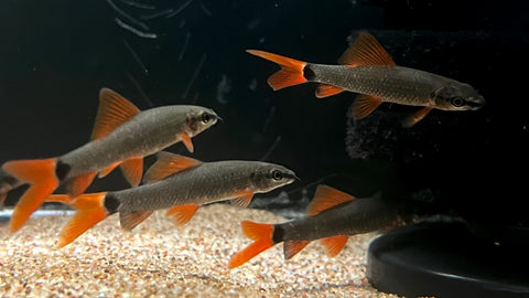 Rainbow Shark (Epalzeorhynchus frenatum)