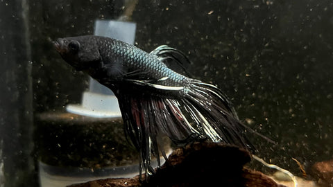 Black Orchid Crowntail Betta (Betta sp.) - T45 WYSIWYG