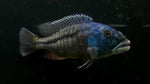 Malawi Hawk (Aristochromis christyi) - WYSIWYG