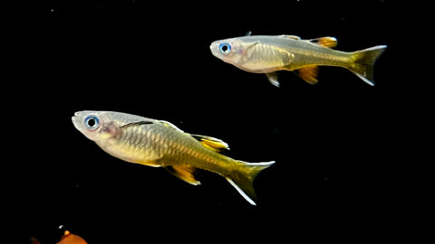 Pacific Blue Eye Rainbowfish (Pseudomugil signifer) -Pair