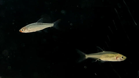 Rummynose Rasbora (Sawbwa resplendens)