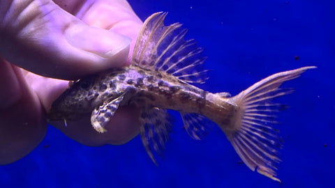 L-273 Titanic Pleco (Pseudacanthicus sp.) - Small WYSIWYG
