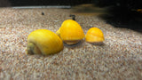 Mystery Snail (Pomacea bridgesii)