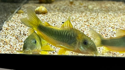 Green Gold Corydora (Corydoras melanotaenia)