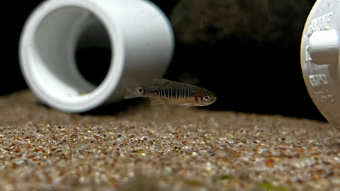 Emerald Rasbora (Danio erythromicron)