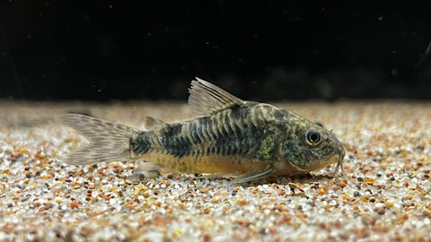 Peppered Cory (Corydora paleatus)