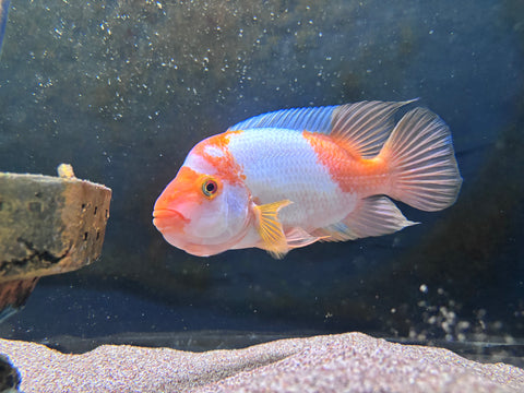 Midas Cichlid (Amphilophus sp.) - WYSIWYG
