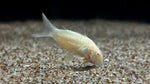Albino Cory (Corydoras aeneus)