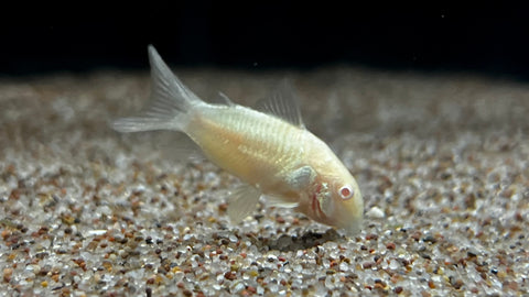 Albino Cory (Corydoras aeneus)