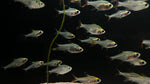 X Ray Tetra (Pristella maxillaris)