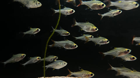 X Ray Tetra (Pristella maxillaris)
