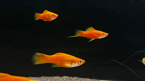 Red Swordtail (Xiphophorus helleri)
