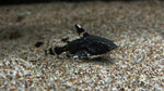 Spotted Raphael Catfish (Agamyxis pectinifrons)
