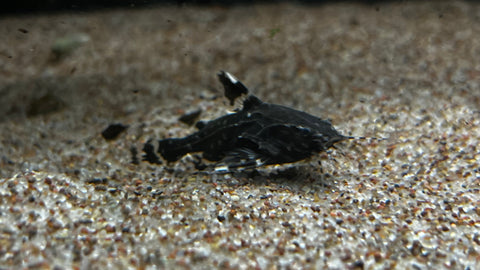 Spotted Raphael Catfish (Agamyxis pectinifrons)