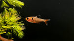 Serpae Tetra (Hyphessobrycon eques)