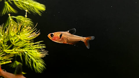 Serpae Tetra (Hyphessobrycon eques)