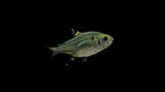 Pristella Tetra (Pristella maxillaris)