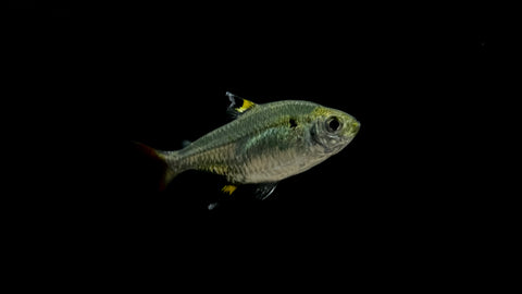 Pristella Tetra (Pristella maxillaris)