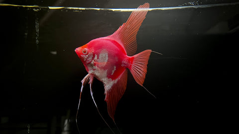 GloFish Angelfish (Pterophyllum scalare) - WYSIWYG