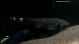 Black Ghost Knife (Apteronotus albifrons)