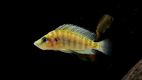 Gold Head Comp (Altolamprologus compressicep)