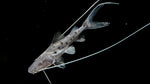 Piraiba Catfish (Brachyplatystoma filamentosum) - Long Wiskers!