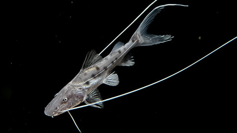 Piraiba Catfish (Brachyplatystoma filamentosum) - Long Wiskers!