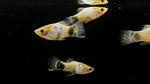 Blue Mickey Mouse Platy (Xiphophorus sp.)