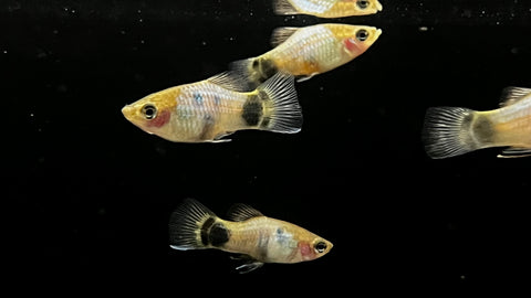 Blue Mickey Mouse Platy (Xiphophorus sp.)