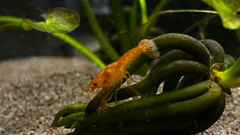 Mexican Dwarf Orange Crayfish (Cambarellus patzcuarensis)