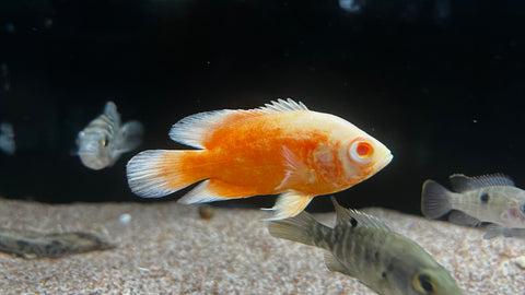Albino Super Red Oscar (Astronotus ocellatus)