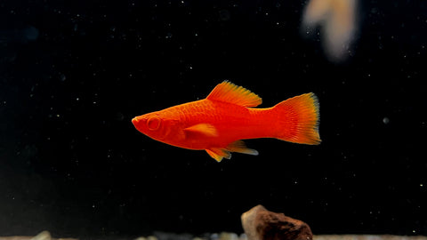 Firecracker Swordtail (Xiphophorus helleri)