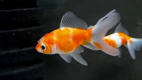 Oranda Goldfish (Carassius auratus) - Small