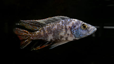 OB Malawi Eyebiter (Dimidiochromis compressiceps)