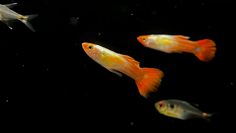 Red Nose Blonde Tuxedo Guppy (Poecilia reticulata) - Pair