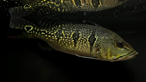 Orinoco Peacock Bass (Cichla orinocensis) - Large