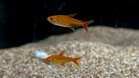 Ember Tetra (Hyphessobrycon amandae)