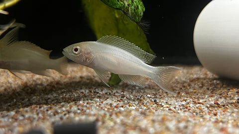 Albino Brichardi Cichlid (Neolamprologus brichardi)