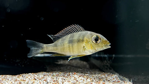 Red Head Tapajos (Geophagus pyrocephalus)