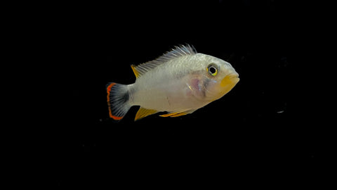 Apistogramma panduro
