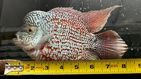 Kamfa Flowerhorn - WYSIWYG