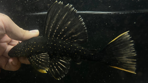 Saiflin Hypostomus luteus PHASE 1-1.5 - WYSIWYG