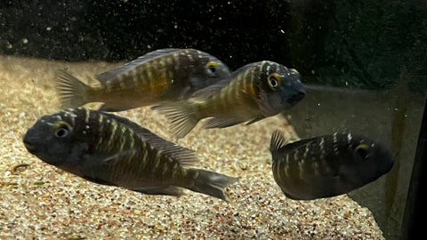 Rainbow Tropheus (Tropheus moorii Kasakalawe)