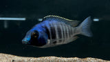 Placidochromis phenochilus "Gissel"