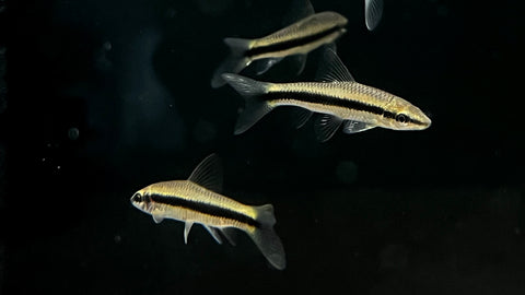 Siamese Algae Eater (Crossocheilus oblongus)