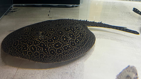 Pearl Stingray (Potamotrygon jabuti) - Female WYSIWYG (Cargo ONLY)