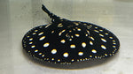Black Diamond Stingray (Potamotrygon Leopoldi) - Male WYSIWYG